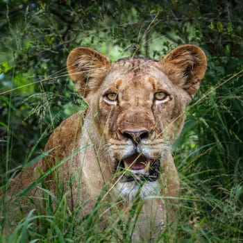 African lioness portrait hiding in the grass in Kruger National park, South Africa ; Specie Panthera leo family of Felidae