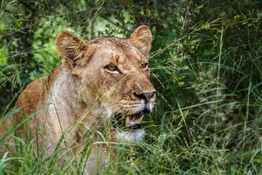 African lioness portrait hiding in the grass in Kruger National park, South Africa ; Specie Panthera leo family of Felidae