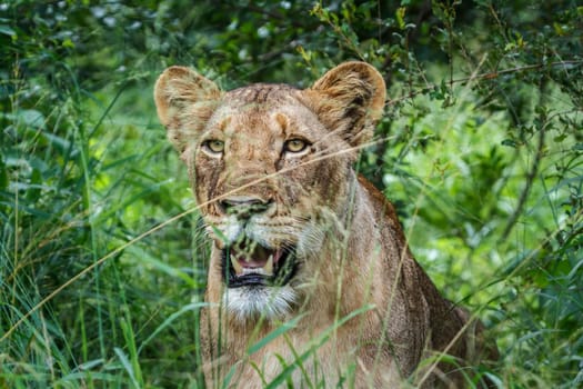 African lioness portrait hiding in the grass in Kruger National park, South Africa ; Specie Panthera leo family of Felidae