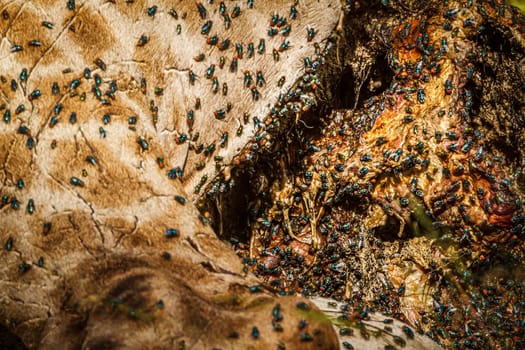 Colony of flies on dead giraffe carcass in Kruger National park, South Africa;  Specie Giraffa camelopardalis family of Giraffidae