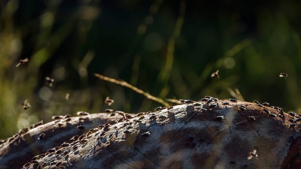 Colony of flies in giraffe dead carcass in Kruger National park, South Africa