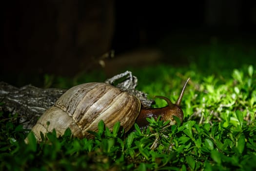 Giant African land snail moving in the grass by night in Kruger National park, South Africa ; Specie Lissachatina fulica family of Lissachatina fulica