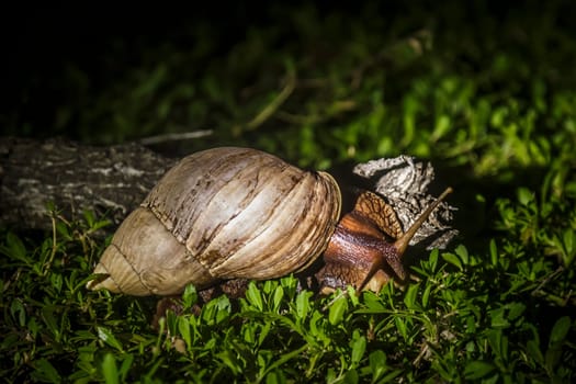 Giant African land snail moving in the grass by night in Kruger National park, South Africa ; Specie Lissachatina fulica family of Lissachatina fulica