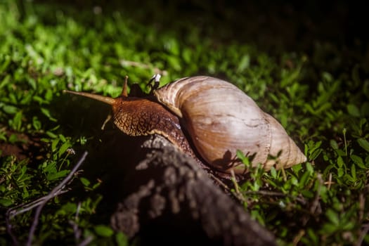 Giant African land snail in Kruger National park, South Africa ; Specie Lissachatina fulica family of Lissachatina fulica