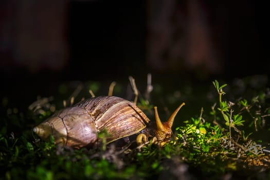 Giant African land snail moving in the grass by night in Kruger National park, South Africa ; Specie Lissachatina fulica family of Lissachatina fulica