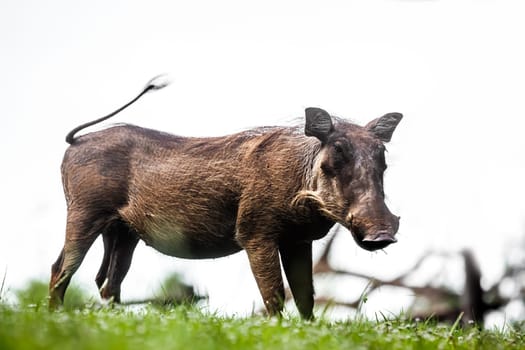 Common warthog isolated in white background in Kruger National park, South Africa ; Specie Phacochoerus africanus family of Suidae