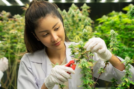Closeup female scientist cutting, trimming gratifying young cannabis sativa plant leaf with secateurs in curative indoor farm. Cannabis for alternative medical concept.