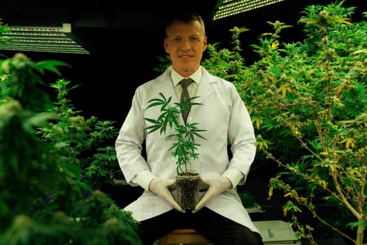 Male scientist holds a gratifying pot of cannabis hemp plant grown within an indoor cannabis farm for medicinal purposes. Medicinal hemp farm in grow facility for medical purposes.