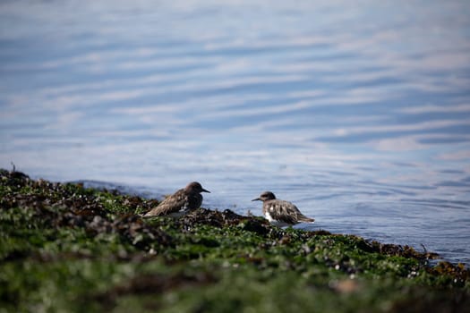 Shore birds walking along the edge of a beach covered in seaweed, British Columbia