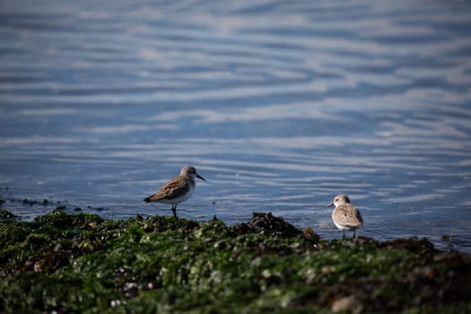 Shore birds walking along the edge of a beach covered in seaweed, British Columbia