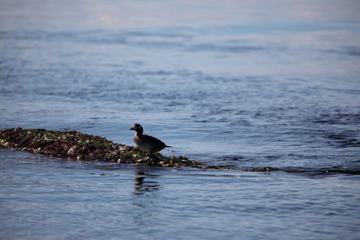 A duck walking along the edge of a beach covered in seaweed, British Columbia