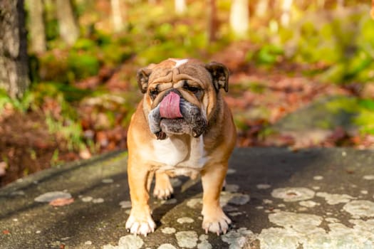 Red English British Bulldog Dog out for a walk looking up sitting in the grass on Autumn sunny day at sunset