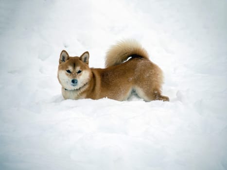 Japanese red coat dog is in winter forest. Portrait of beautiful Shiba inu male standing in the forest on the snow and trees background. High quality photo. Walk in winter