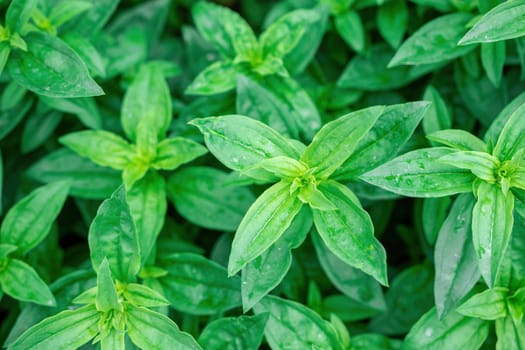 green leaves for background and wallpaper