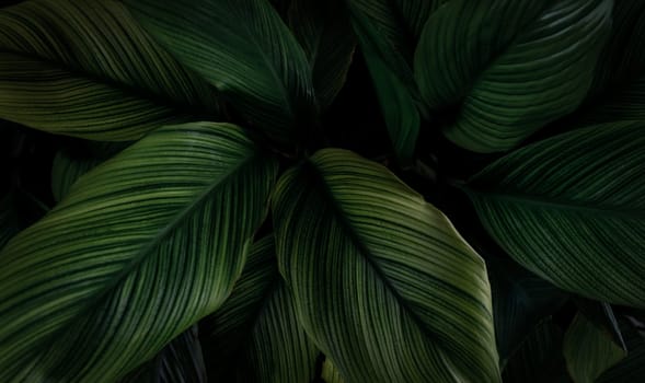 Closeup green leaves of tropical plant in garden. Dense dark green leaf with beauty pattern texture background. Green leaves for spa background. Green wallpaper. Top view ornamental plant in garden.