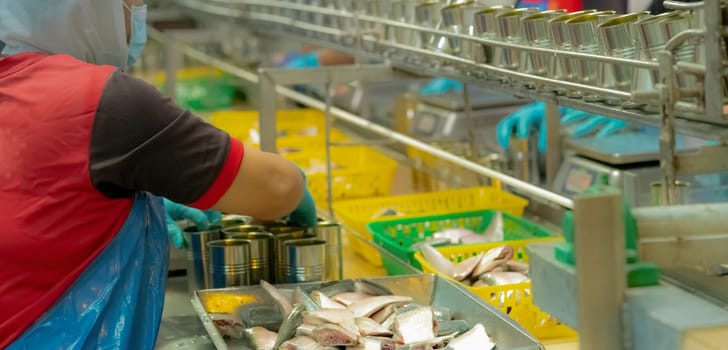 Worker working in canned food factory. Food industry. Canned fish factory. Worker fills sardine into a can. Worker in food processing production line. Food manufacturing industry. Sardines in trays.