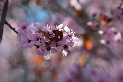 Branches of blossoming cherry. Background in spring on nature outdoors. Pink sakura flowers in springtime.