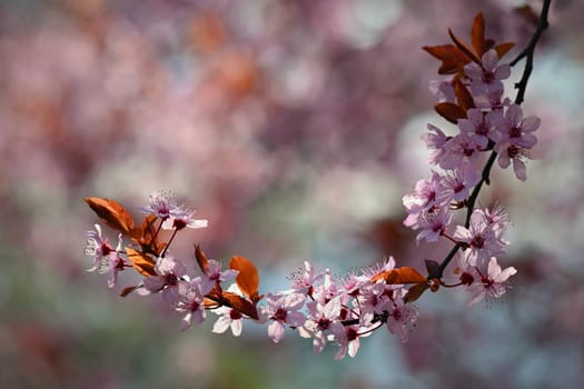 Branches of blossoming cherry. Background in spring on nature outdoors. Pink sakura flowers in springtime.