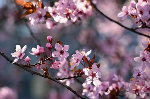 Branches of blossoming cherry. Background in spring on nature outdoors. Pink sakura flowers in springtime.