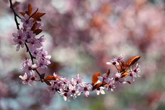 Branches of blossoming cherry. Background in spring on nature outdoors. Pink sakura flowers in springtime.