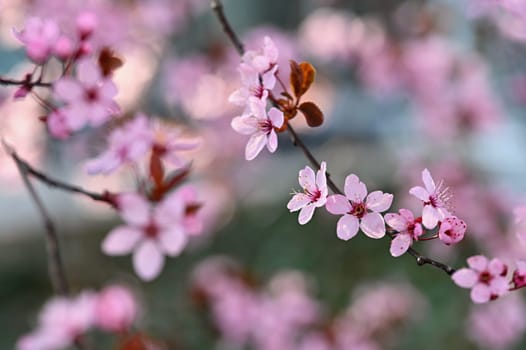 Spring time. Beautiful flowering tree. Spring in nature and colorful background. Japanese cherry - Sakura.