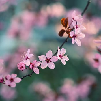 Spring time. Beautiful flowering tree. Spring in nature and colorful background. Japanese cherry - Sakura.