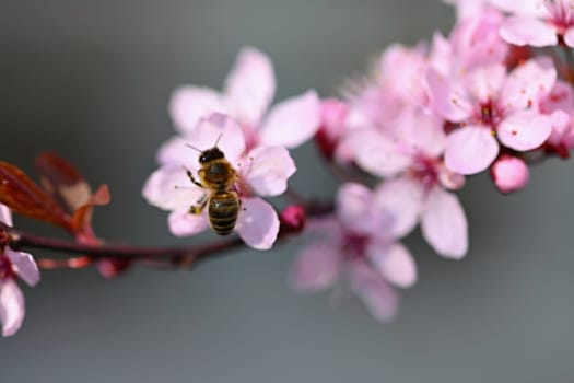 Springtime. Beautiful flowering Japanese cherry - Sakura. Colorful background with flowers  and sun on a spring day.