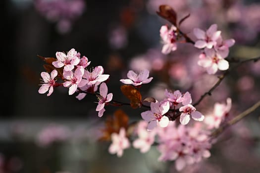 Springtime. Beautiful flowering Japanese cherry - Sakura. Colorful background with flowers  and sun on a spring day.