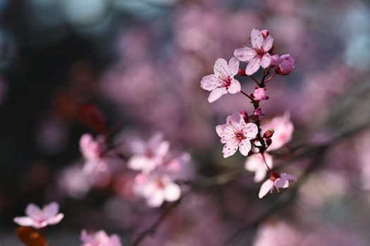 Springtime. Beautiful flowering Japanese cherry - Sakura. Colorful background with flowers  and sun on a spring day.