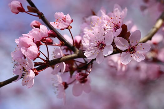 Springtime. Beautiful flowering Japanese cherry - Sakura. Colorful background with flowers  and sun on a spring day.