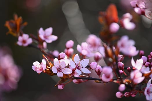 Beautiful spring flowering tree - Japanese Sakura Cherry. Natural colorful background in spring time. 