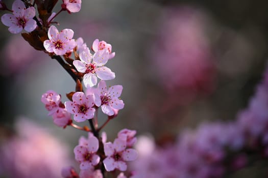 Beautiful spring flowering tree - Japanese Sakura Cherry. Natural colorful background in spring time. 