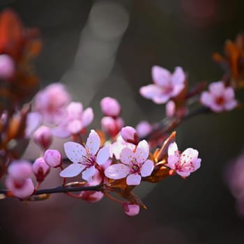 Beautiful spring flowering tree - Japanese Sakura Cherry. Natural colorful background in spring time. 