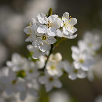 Flowering tree. Beautiful spring background with nature. Colorful flowers in spring time.
