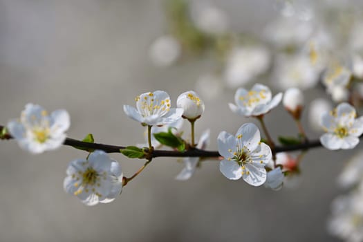 Flowering tree. Beautiful spring background with nature. Colorful flowers in spring time.
