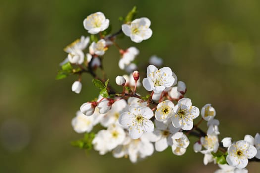 Flowering tree. Beautiful spring background with nature. Colorful flowers in spring time.
