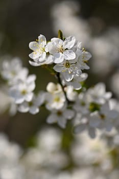 Flowering tree. Beautiful spring background with nature. Colorful flowers in spring time.
