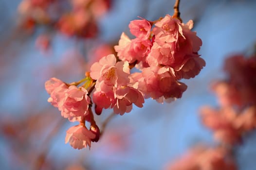 Beautiful spring background with nature. Colorful flowers in spring time. Flowering tree.
