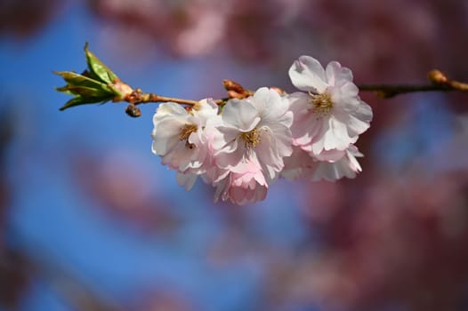 Beautiful spring background with nature. Colorful flowers in spring time. Flowering tree.
