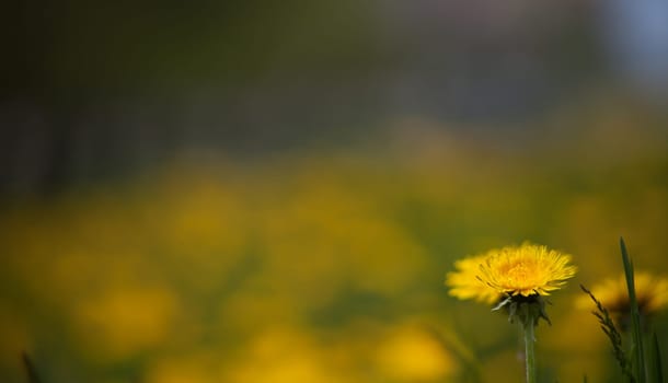 Single dandelion in the park in Yaroslavl city