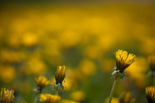 Dandelion plant in the park macro photo