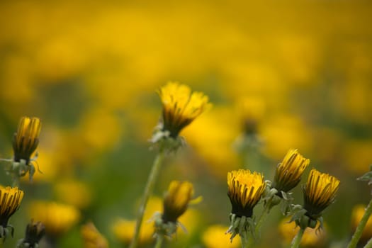 Dandelion family yellow background image blur