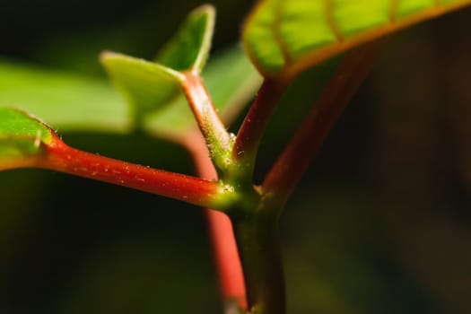 Flower leaf macro photography in red and green tones