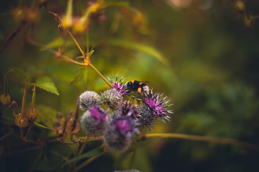 Bee on the flower in the park