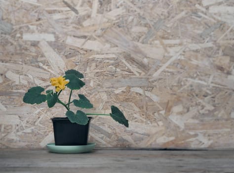 Green seedlings sprout in a flower pot on a wooden background.