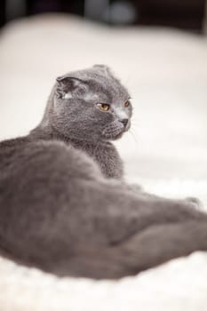 Beautiful striped gray cat. A domestic cat is lying on the sofa. A cat in a home interior. Image for veterinary clinics, websites about cats. selective focus