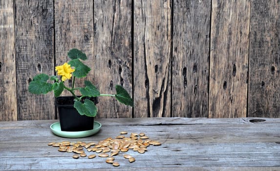 Green seedlings sprout in a flower pot on a wooden background.