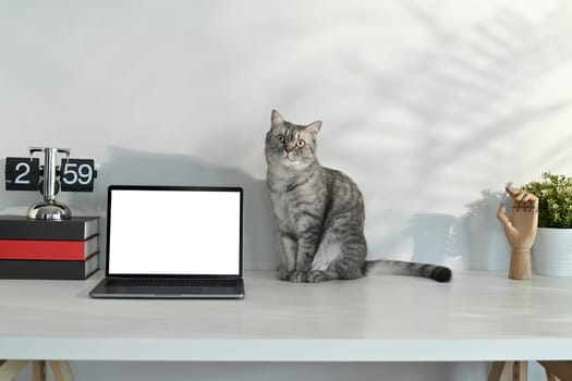 Adorable tabby cat sitting on white table near laptop, headphone and potted plant. Blank screen for advertising text message.