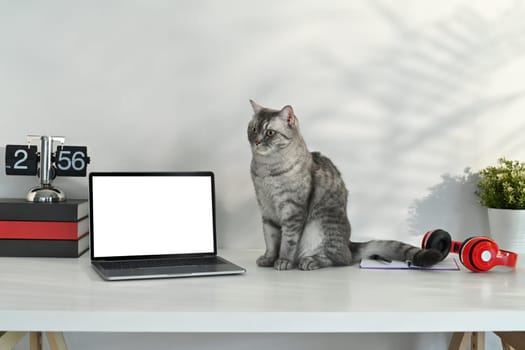 Adorable tabby cat sitting on white table near laptop, headphone and potted plant. Blank screen for advertising text message.