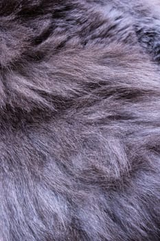Gray animal hair close up background or texture